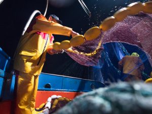 COTTE DREMBIB JAUNE/BLEU