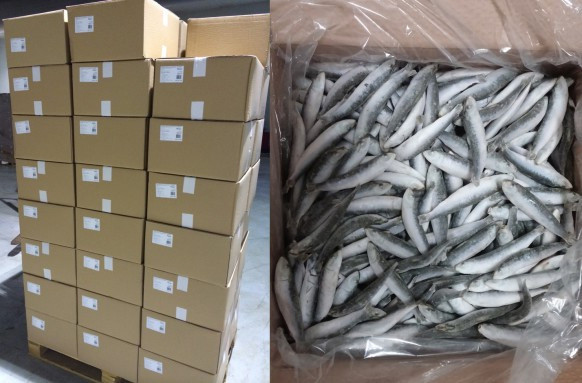 carton sardines 10 kg broumé thon